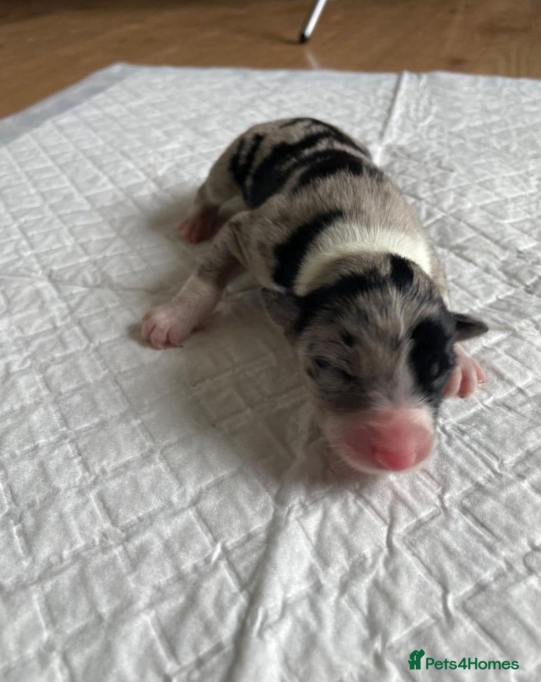 Australian Shepherd dogs for sale: *3 LEFT* Australian shepherd puppies for sale  - Image 6
