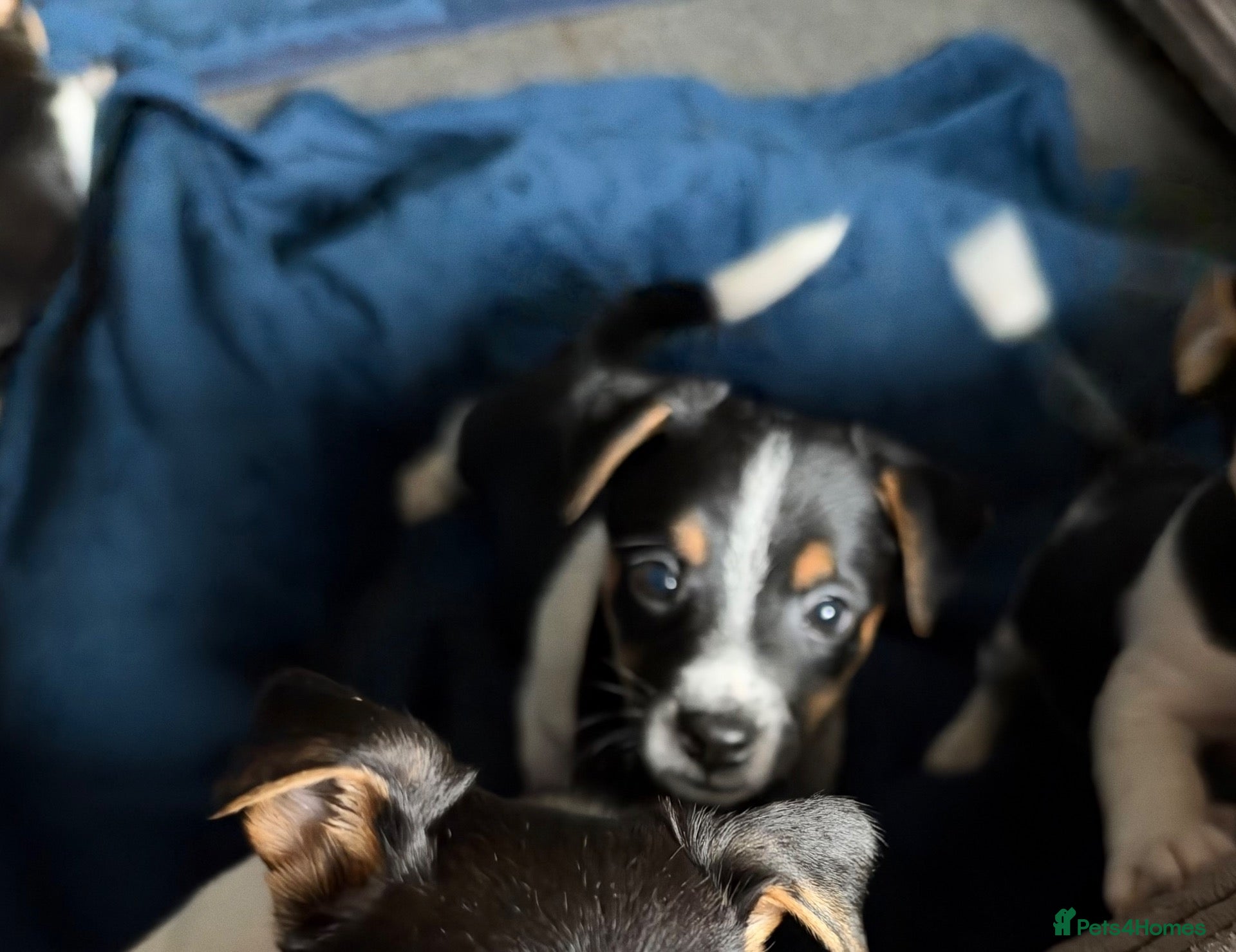 Jack Russell dogs Jack Russell pups for sale - Advert 4