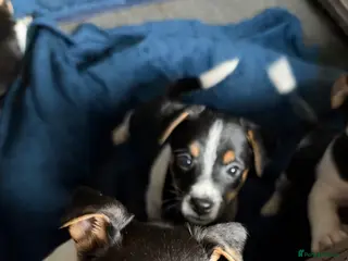 Jack Russell dogs Jack Russell pups for sale - Advert 4