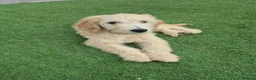 Goldendoodle dogs for sale: F1 standard goldendoodle  - Advert 4