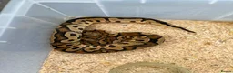 Python Snake reptiles for sale: Royal pythons  - Advert 13