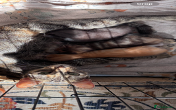 Domestic Shorthair cats for sale: Kittens - Image 13