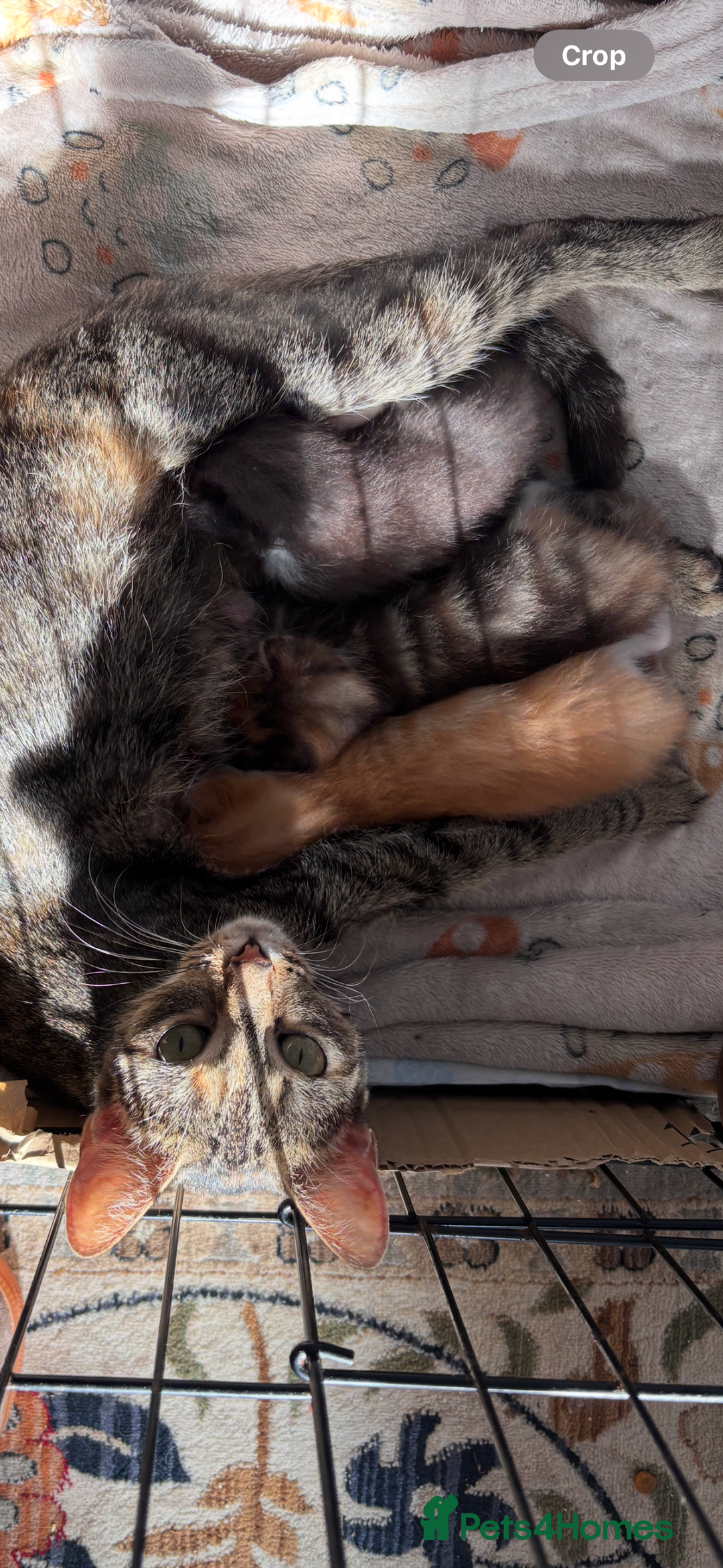 Domestic Shorthair cats for sale: Kittens - Image 13