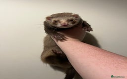 Ferret rodents for sale: Full angora Jill  - Image 1