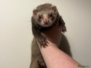 Ferret rodents - Advert 1