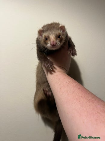 Ferret rodents - Advert 1