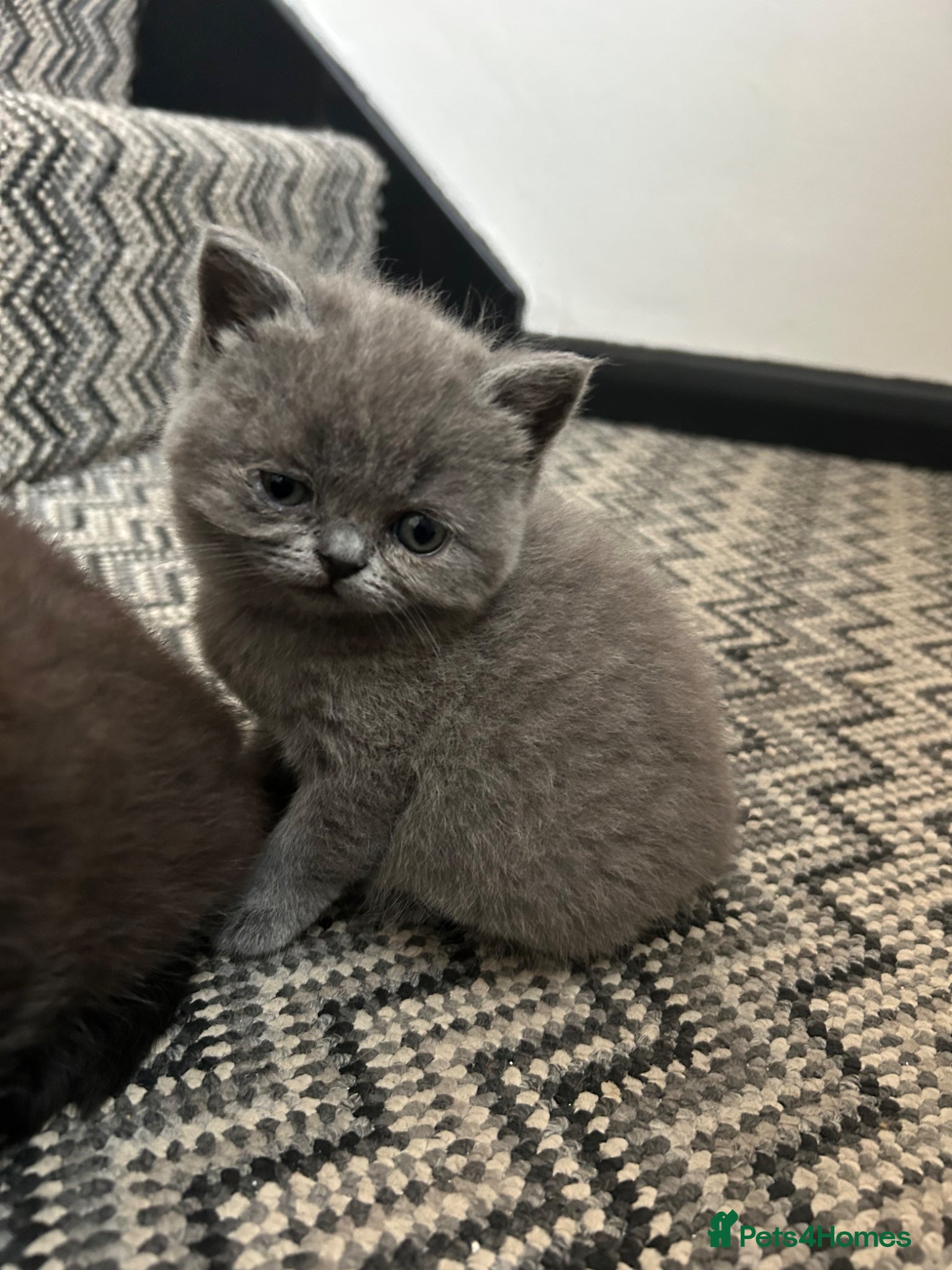 Mixed Breed cats British short hair/persian - Advert 14