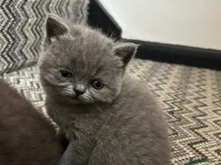 Mixed Breed cats British short hair/persian - Advert 6