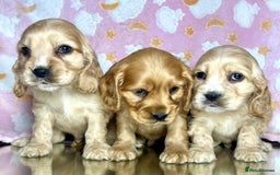Cocker Spaniel dogs for sale: Health checked Cocker spaniel Puppies - Image 4