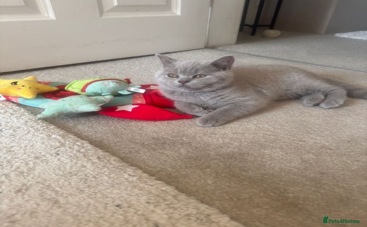 British Shorthair cats - Advert 3