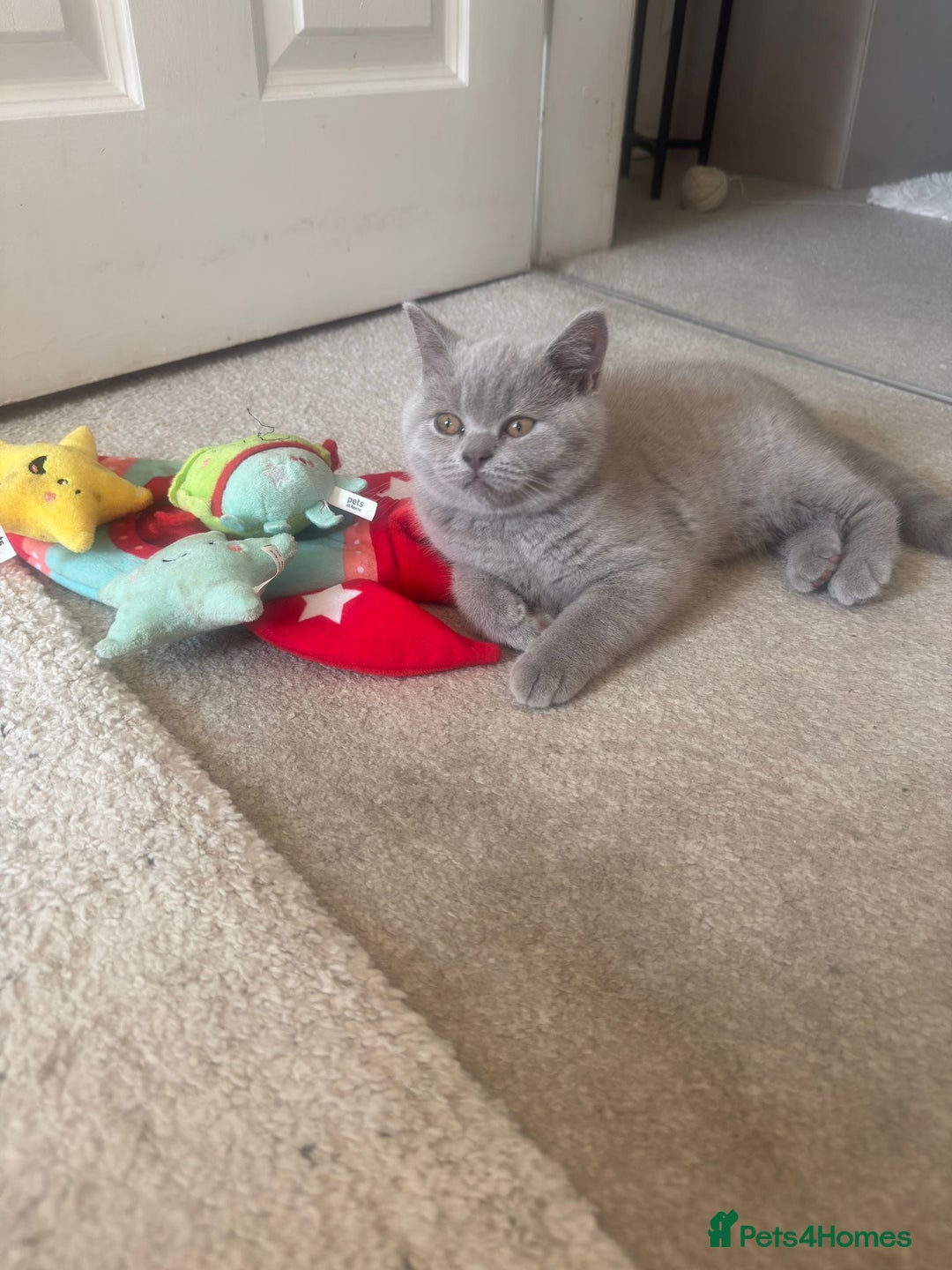 British Shorthair cats for sale: GCCF Female Lilac British Shorthair Kittens  - Image 1