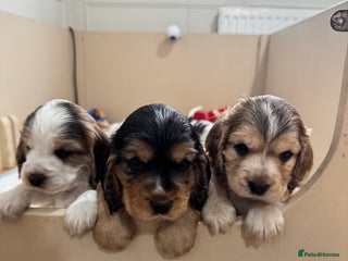 Cocker Spaniel dogs KC Registered Blue Roan and Tan * one boy left * - Advert 10