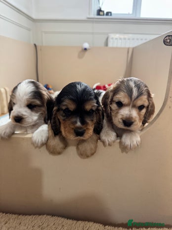 Cocker Spaniel dogs KC Registered * one boy left * - Advert 14