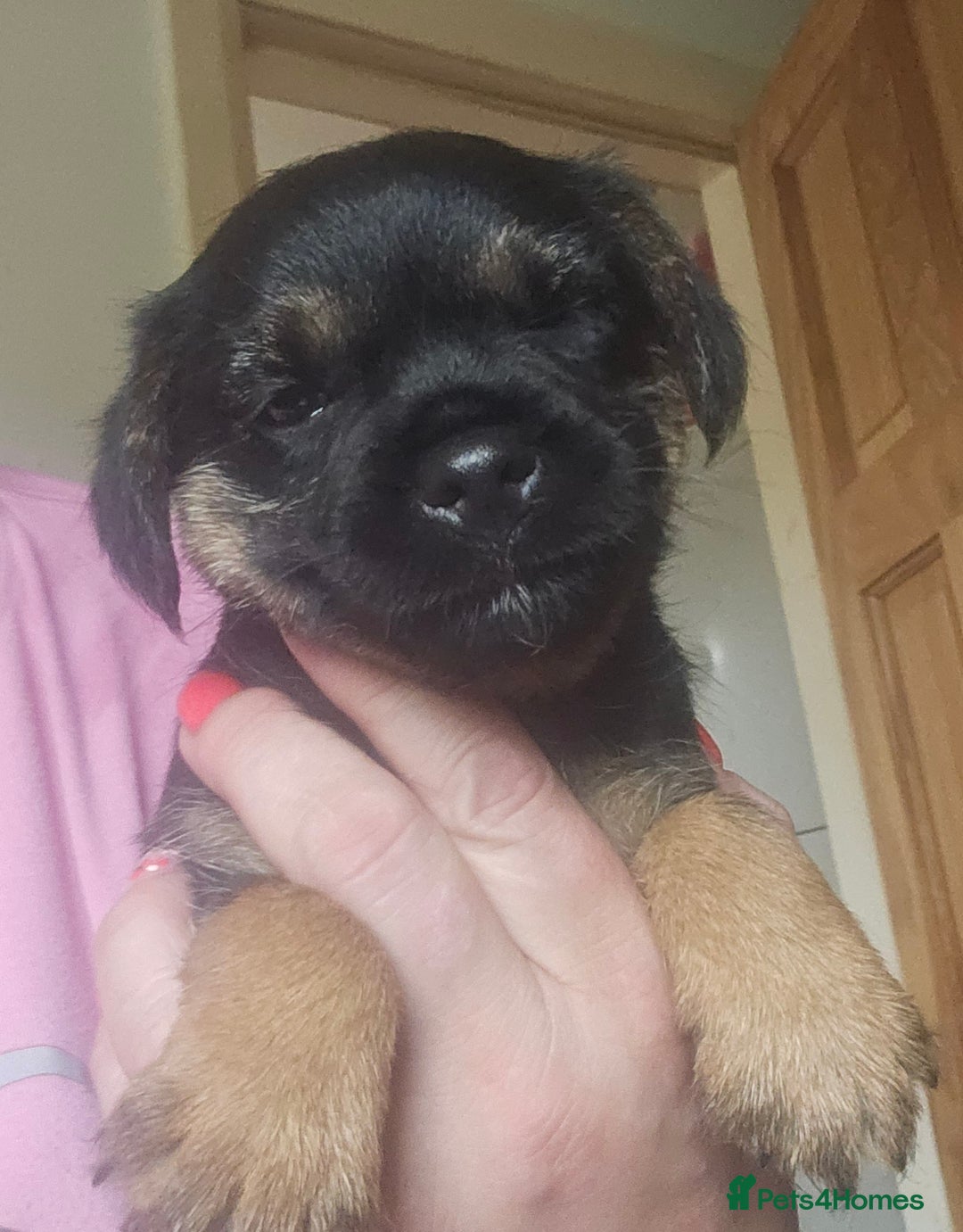 Border Terrier dogs for sale: The best border terriers - Image 5