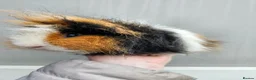Guinea Pig rodents for sale: Tri swiss boar available for sale - Advert 4