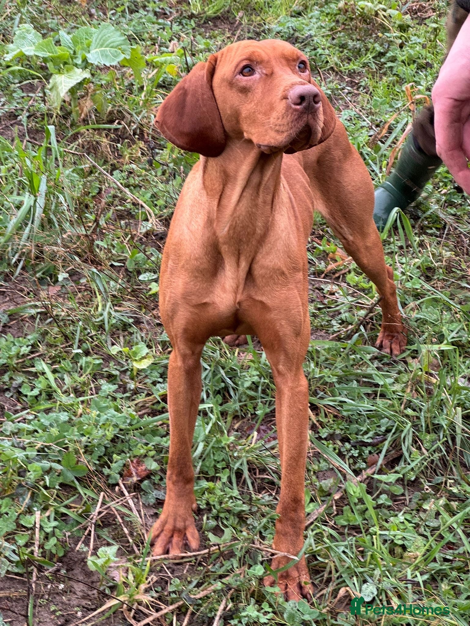 Mixed Breed dogs F1 Labrador x Vizsla Puppies - Advert 2