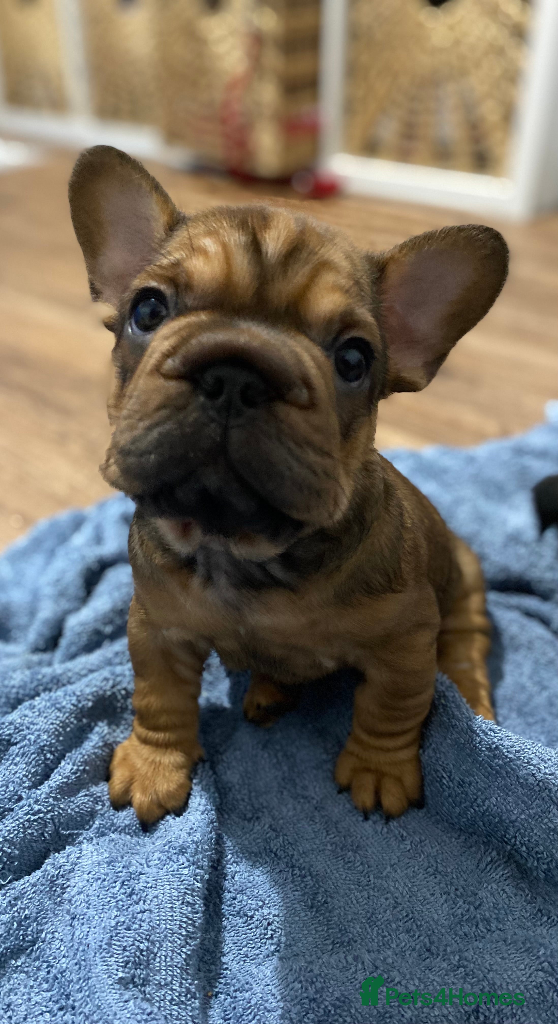 French Bulldog dogs 🐾 BEAUTIFUL CHUNKY FRENCHIE PUPS 🐾  - Advert 1