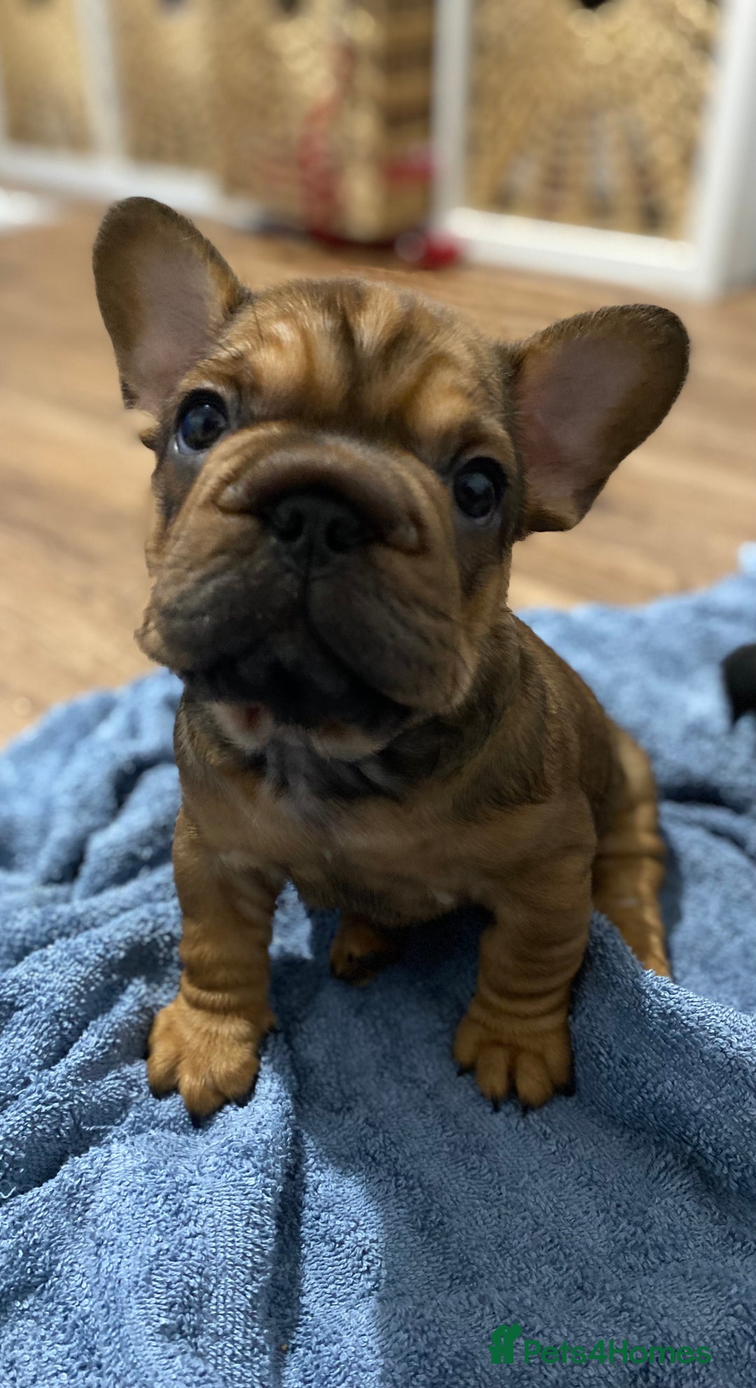 French Bulldog dogs for sale: 🐾 KC FRENCHIE PUPS 🐾 ready to leave last boy   - Advert 5