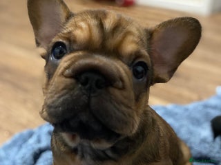French Bulldog dogs 🐾 BEAUTIFUL CHUNKY FRENCHIE PUPS 🐾 - Advert 4