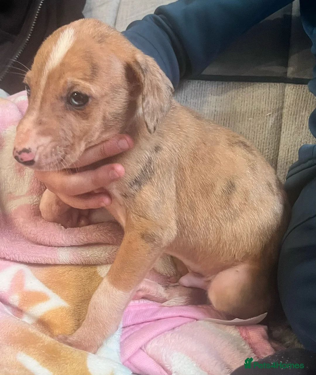 Saluki dogs for sale: Saluki puppies ready now  - Advert 6