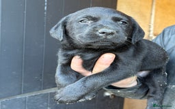 Labrador Retriever dogs for sale: Gorgeous Labrador puppies northern ireland - Image 5