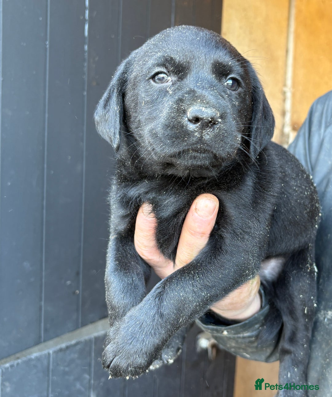 Labrador Retriever dogs for sale: Gorgeous Labrador puppies northern ireland - Image 5