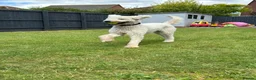 Goldendoodle dogs for sale: 4 YEAR OLD GOLDEN DOODLE in Trowbridge - Advert 6