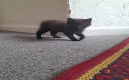 British Shorthair cats for sale: British Shorthair - Image 4