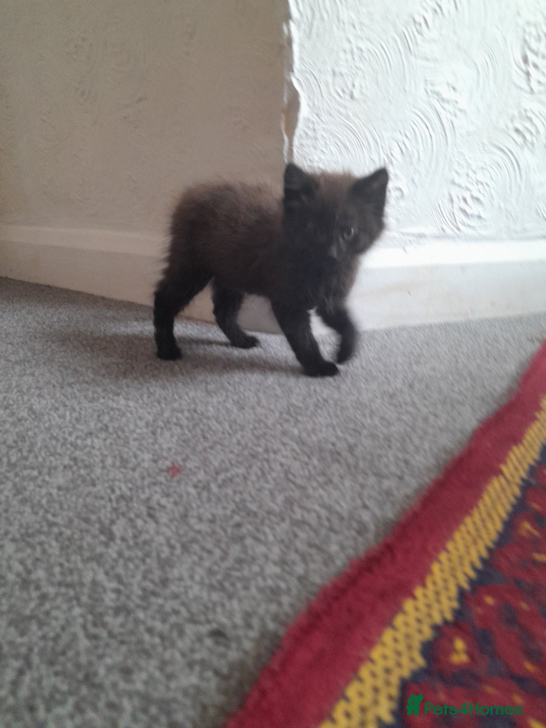 British Shorthair cats for sale: British Shorthair - Image 4