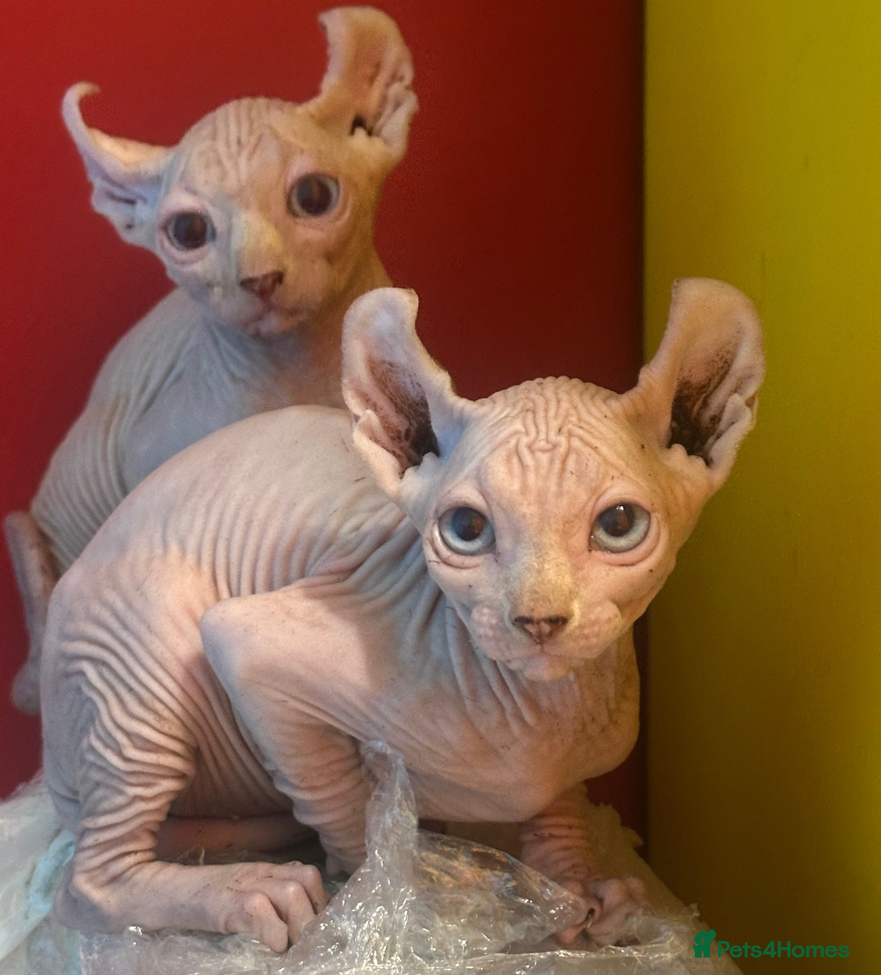 Sphynx cats CANADIAN SPHYNX READY NOW NO TIME WASTERS  - Advert 5