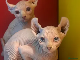 Sphynx cats CANADIAN SPHYNX READY NOW NO TIME WASTERS - Advert 5
