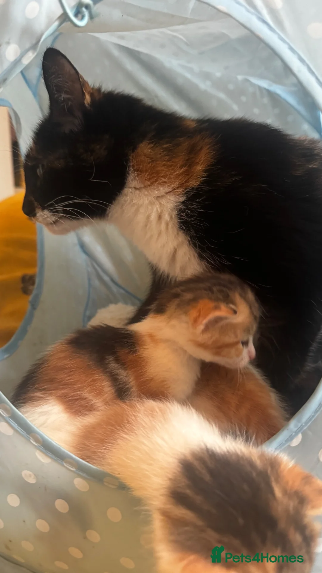 Mixed Breed cats for sale: 3 girls looking for forever homes  - Advert 2