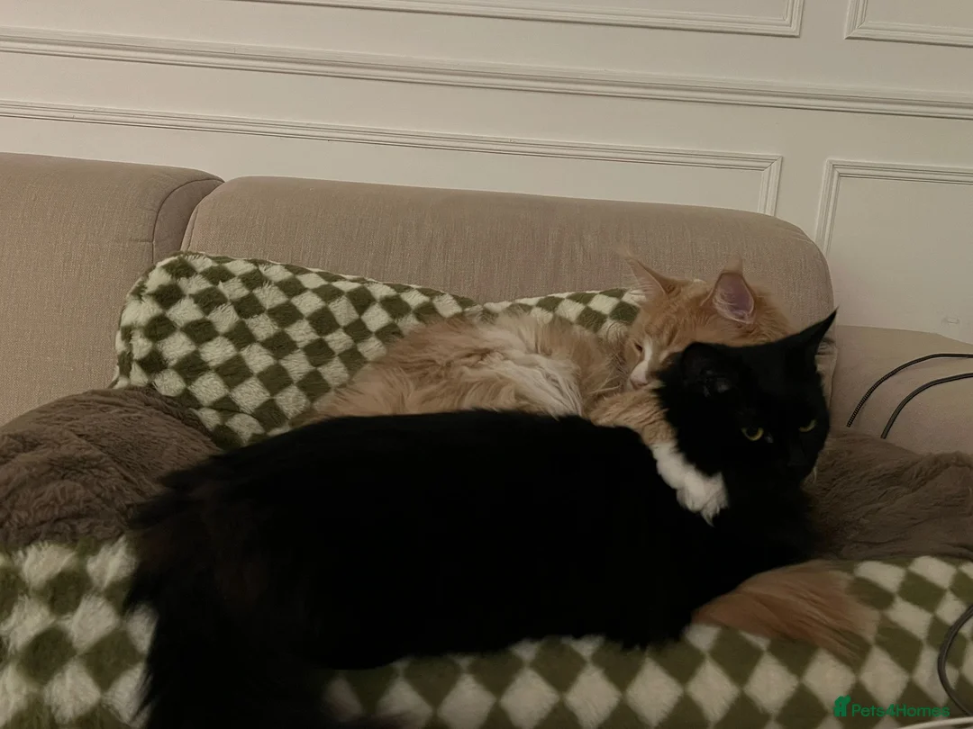 Maine Coon cats for sale: Maine Coon & Ragamuffin for sale - Advert 4