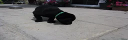 Labrador Retriever dogs for sale: 2 Gorgeous male playful puppies looking for homes - Advert 6