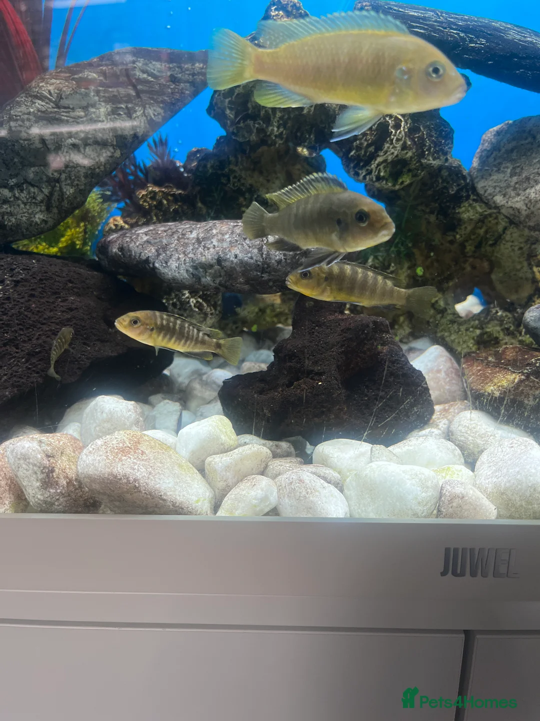Cichlids fish for sale: Cichlids for sale  - Advert 3
