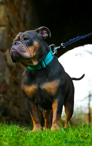 Gallery Image {{count}}