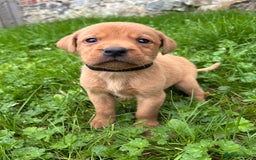 Labrador Retriever dogs for sale: Outstanding KC Registered Labrador Puppies - Image 16