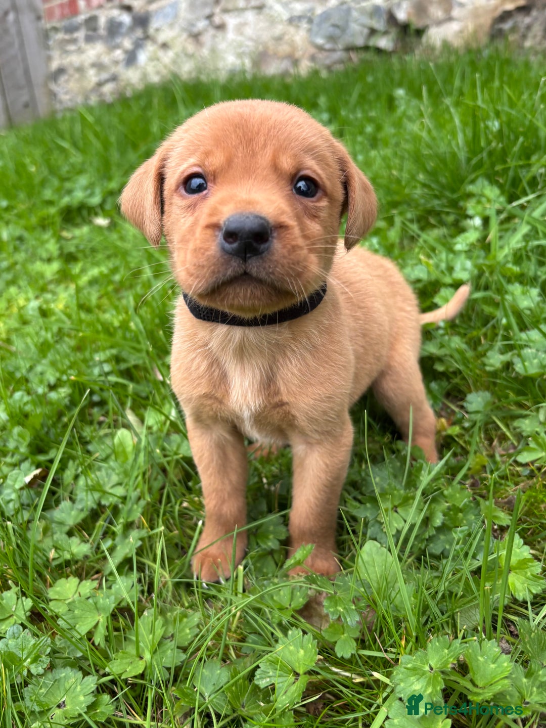 Labrador Retriever dogs for sale: Outstanding KC Registered Labrador Puppies - Image 16