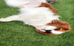 Cavalier King Charles Spaniel dogs for stud: Beautiful king - Image 4