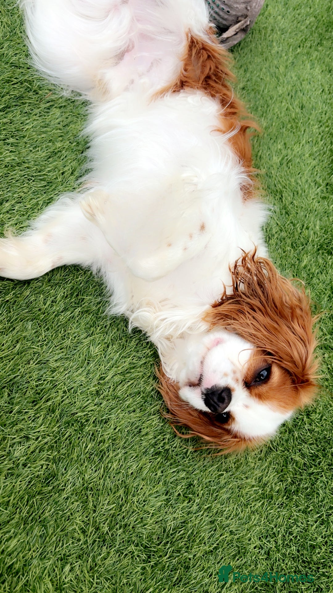 Cavalier King Charles Spaniel dogs for stud: Beautiful king - Image 4