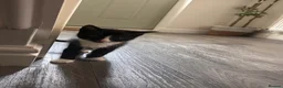 Mixed Breed cats for sale: Gorgeous kittens for sale  - Advert 5