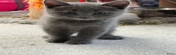 Russian Blue cats for sale: Beautiful Russian Blue Kittens - Advert 29