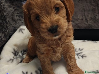 Cockapoo dogs Beautiful cockapoos puppies - Advert 13