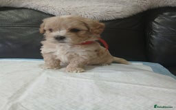 Maltipoo dogs for sale: Gorgeous f1 maltpoos health tested parents  - Image 15