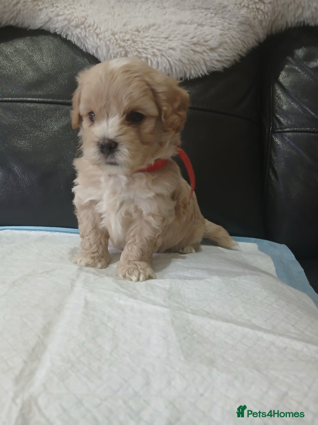 Maltipoo dogs for sale: Gorgeous f1 maltpoos health tested parents  - Image 15