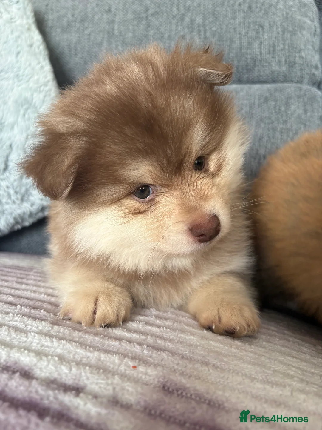 Pomeranian dogs for sale: Pomeranian Puppies - Advert 12