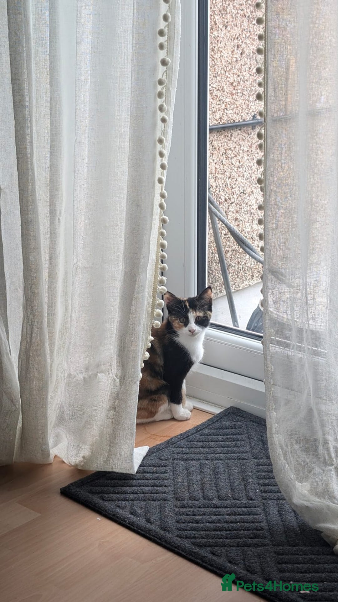 Mixed Breed cats for sale: Kittens  - Image 4