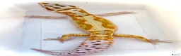 Leopard Gecko reptiles for sale: Last few proven breeder males and few females ! - Advert 2