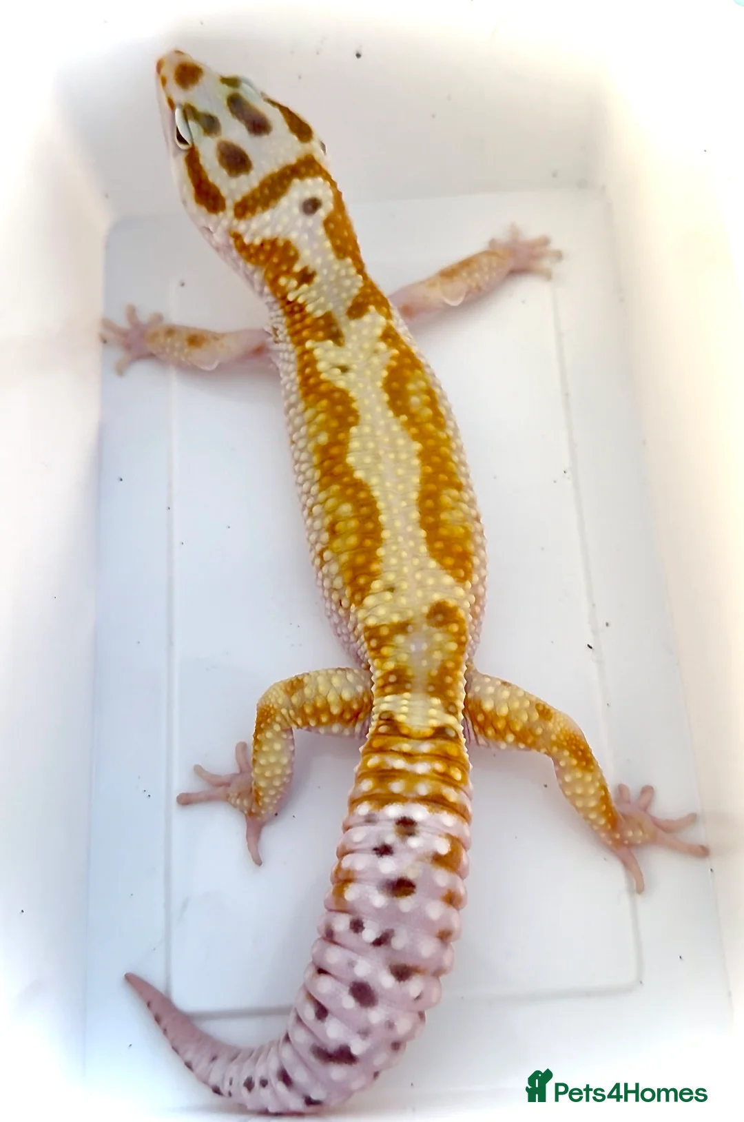 Leopard Gecko reptiles for sale: Last few proven breeder males and few females ! - Advert 2