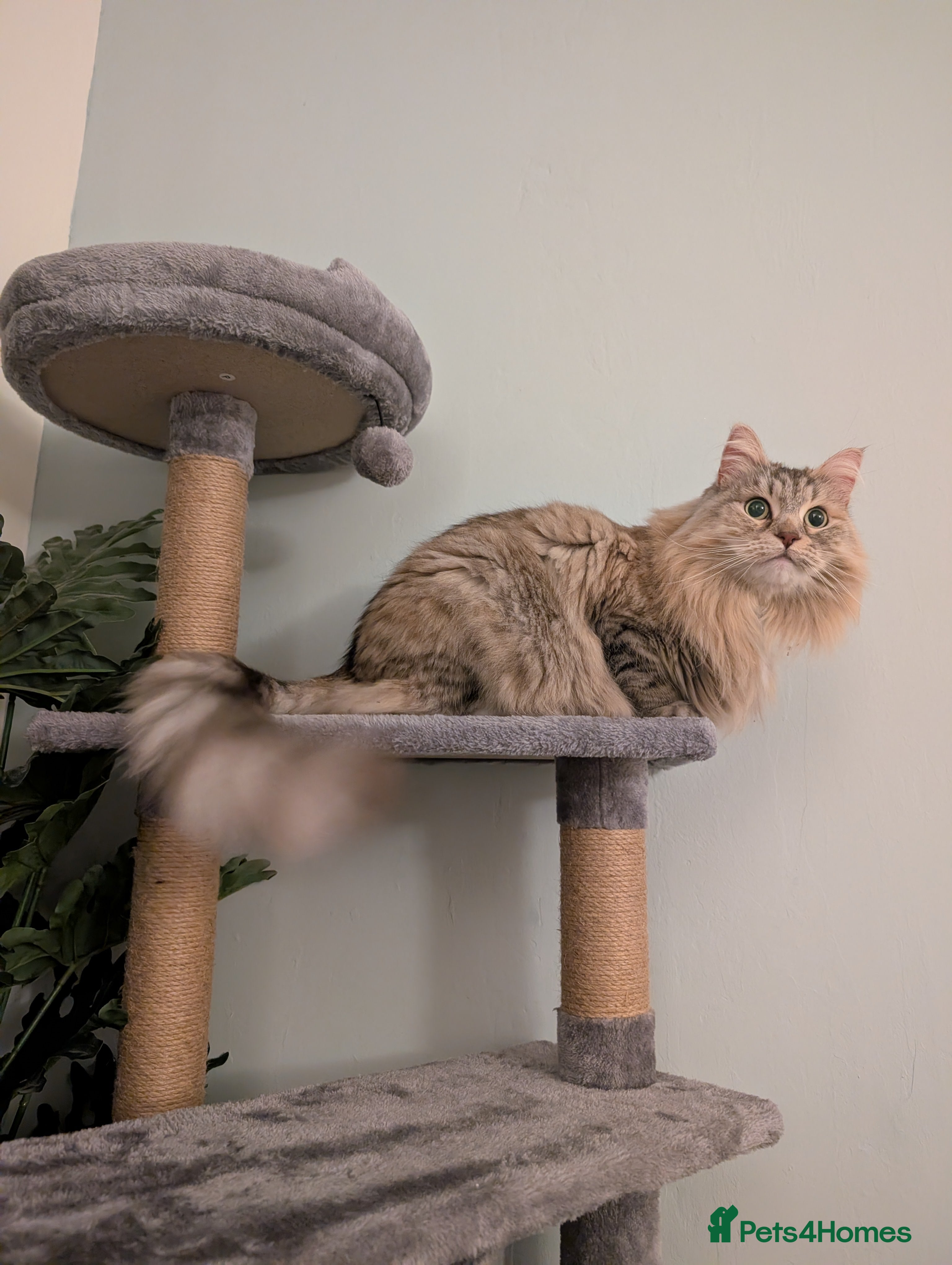 Siberian cats Loving and friendly adult lady - Advert 1